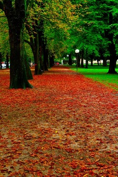 波恩大学内的红色林荫路