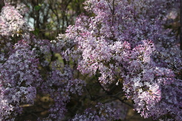 丁香花 丁香花叶 丁香