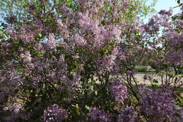 丁香花