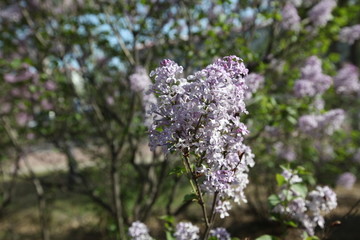 丁香花 丁香花叶