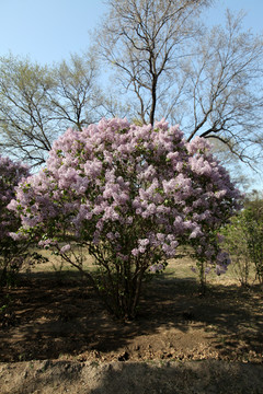 丁香花 丁香花叶