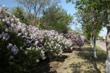 丁香花