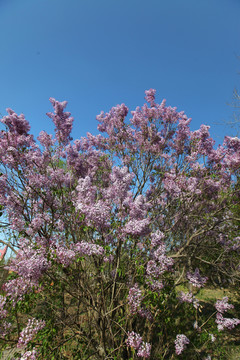 I丁香花