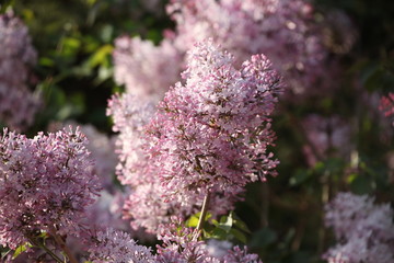 丁香花