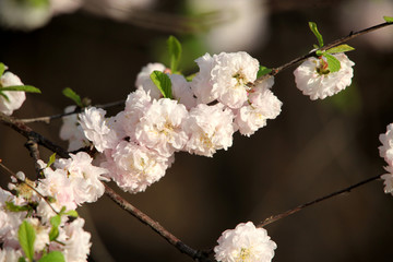 春天 花卉 榆叶梅 榆梅