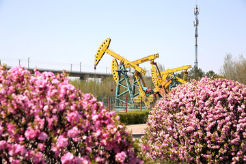 油田桃花