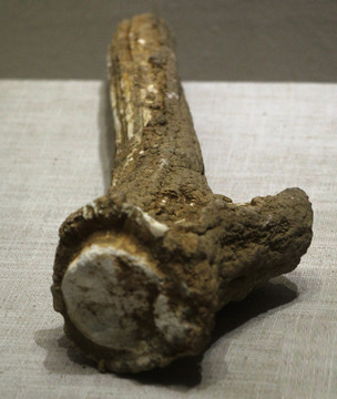 鹿角化石 文化 考古 历史价值