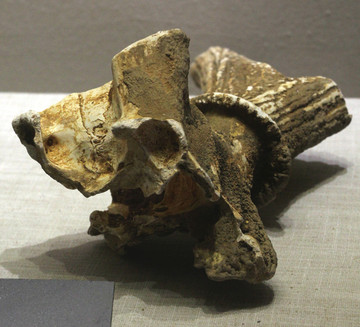 鹿角化石
