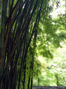 竹林竹枝