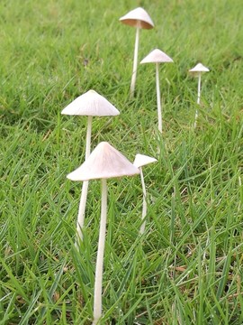 伞形蘑菇