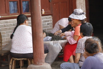 云南易武选茶