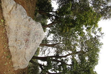 落水洞 生态古茶第一村