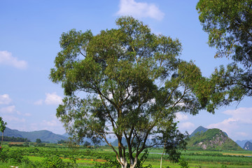 树木 蓝天 风景