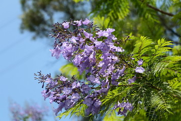 蓝花楹