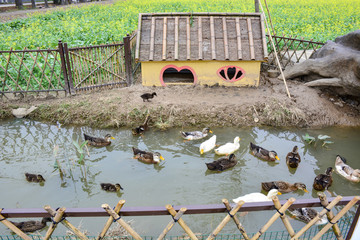 鸭子饲养