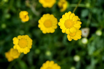 黄晶菊