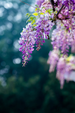 紫藤花