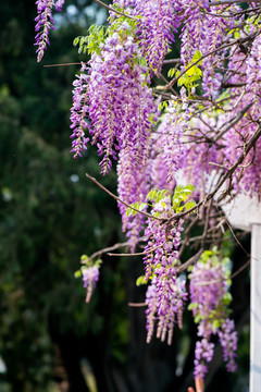 紫藤花