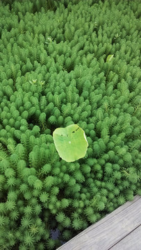 可爱的水草