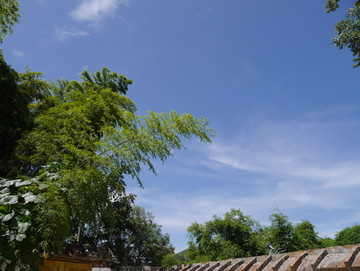 竹林和蓝天