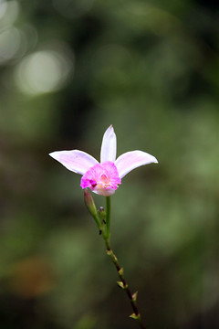 竹叶兰 兰花特写