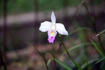 竹叶兰 兰花特写