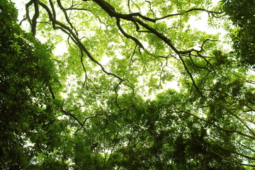 绿叶大树仰拍