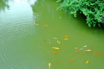 水中红鲤