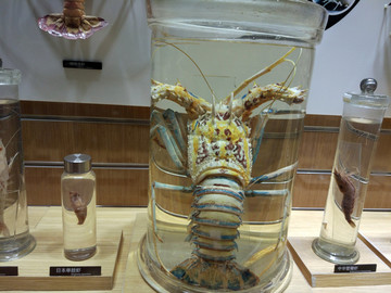 虾