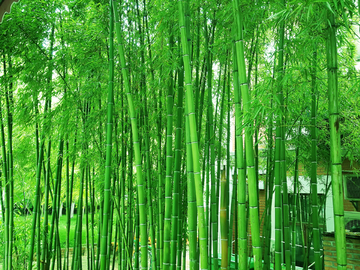 竹子 竹子绿