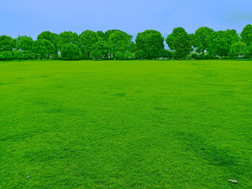 草坪 绿树