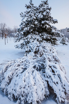 东北冬天雾凇树挂雪景06