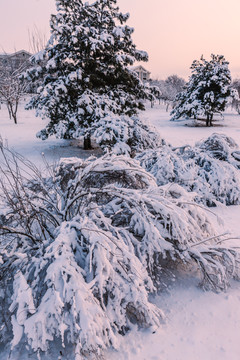 东北冬天雾凇树挂雪景09