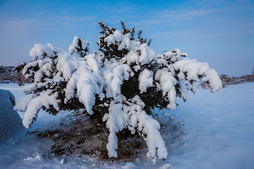 东北冬天雾凇树挂雪景12