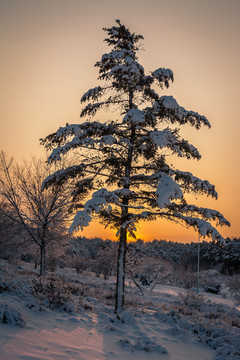 东北冬天雾凇树挂雪景15