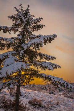 东北冬天雾凇树挂雪景30