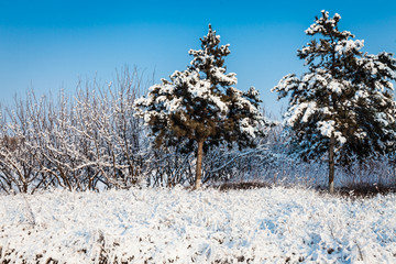 东北冬天雾凇树挂雪景37