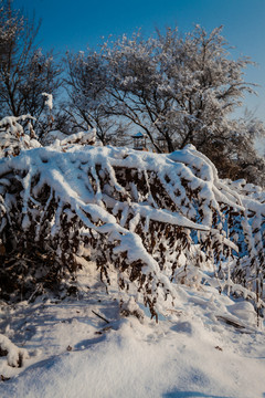 东北冬天雾凇树挂雪景46