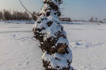 东北冬天雾凇树挂雪景52