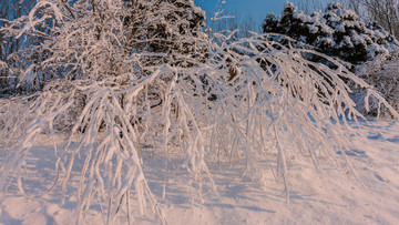 东北冬天雾凇树挂雪景65
