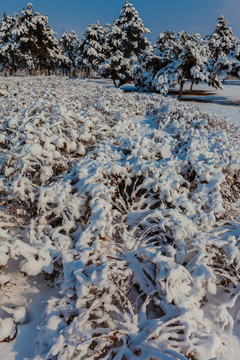东北冬天雾凇树挂雪景80