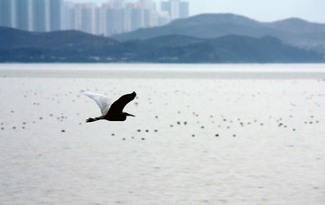 海上飞翔的白鹭