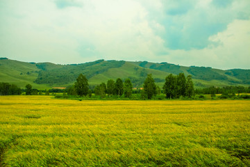 大兴安岭麦田