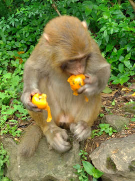 猕猴吃水果