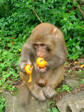 猕猴吃水果