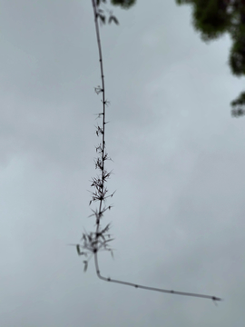 竹枝