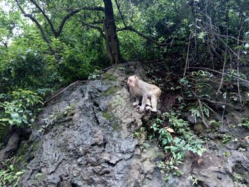 黔灵山猴子