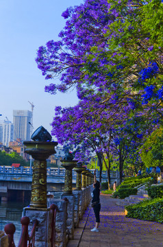 城市风光 盘龙江 蓝花楹