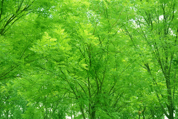 绿树背景