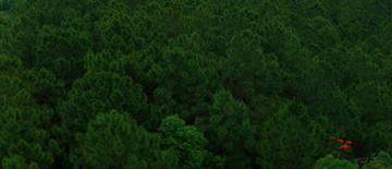 松树林 绿色背景